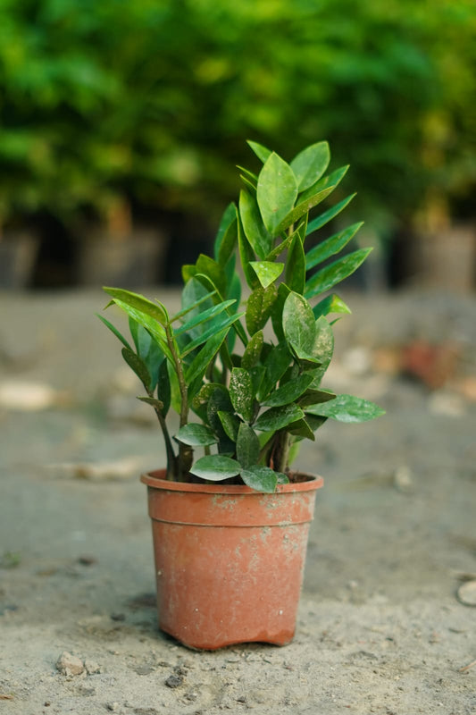 ZZ Plant – Glossy Green Indoor Plant in 6 inch nursery pot