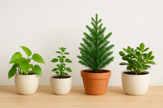 Top 4 Plants to Bring Positive Energy and Fresh Air to Your Home