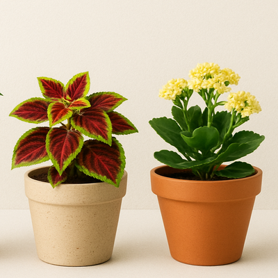 Potted Plants