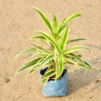 Song of India plant 4 inchs nursery bag