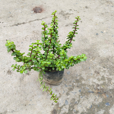Jade plant in nursery pot