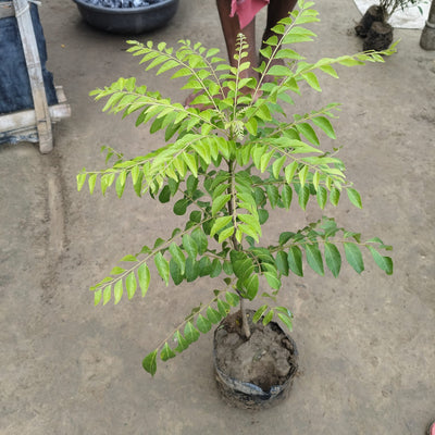 Curry Patta Plant – Aromatic Kitchen Essential - 2 feet tall