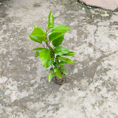 Hibiscus (Gudhal) – Blooming Beauty in 4 Inch Nursery Bag