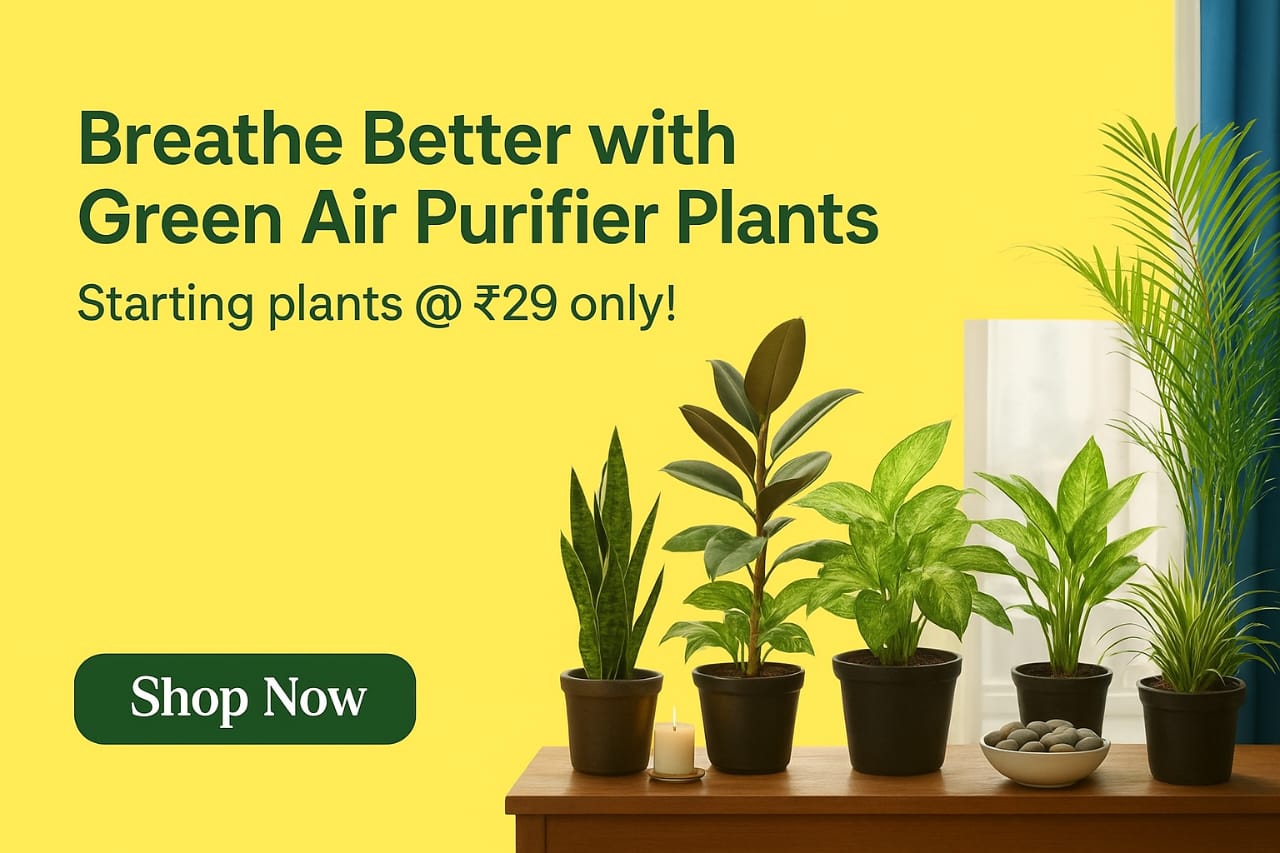Advertisement for green air purifier plants with a yellow background and text.