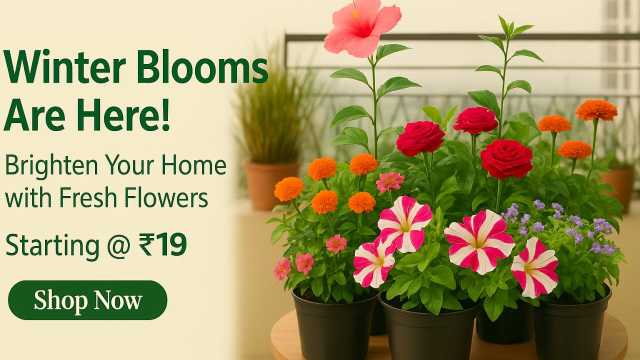 Potted flowers on a table with promotional text for fresh flowers starting at ₹19.