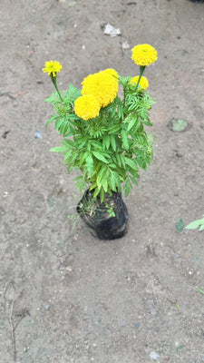 Yellow Marigold Plant in 4 inch nursery bag