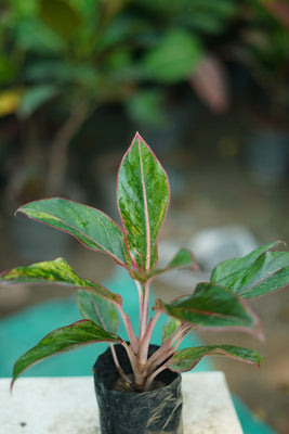 Aglaonema Plant – Air-Purifying Office & Home Indoor Plant