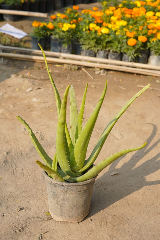 Buy Aloe vera plant 6 Inch nursery pot