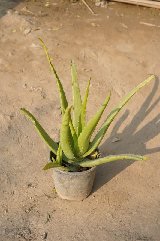 Buy Aloe vera plant 6 Inch nursery pot