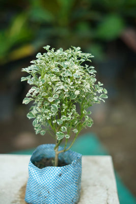 Buy Aralia Mini Variegated Plant Online | Indoor Air Purifying Plant in 5 inch nursrey bag