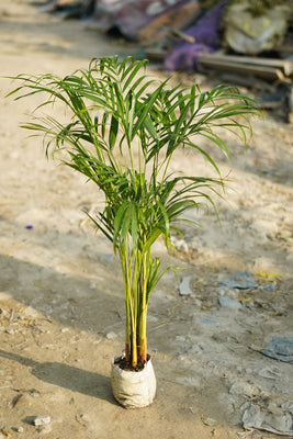 Areca palm plant in 6 inch nursery bag