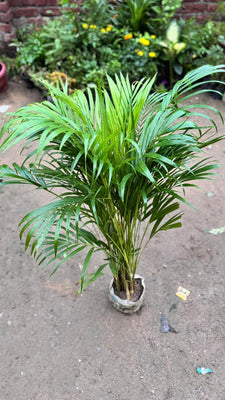 Areca palm plant 8 inch nursery bag size (~3-4 ft)