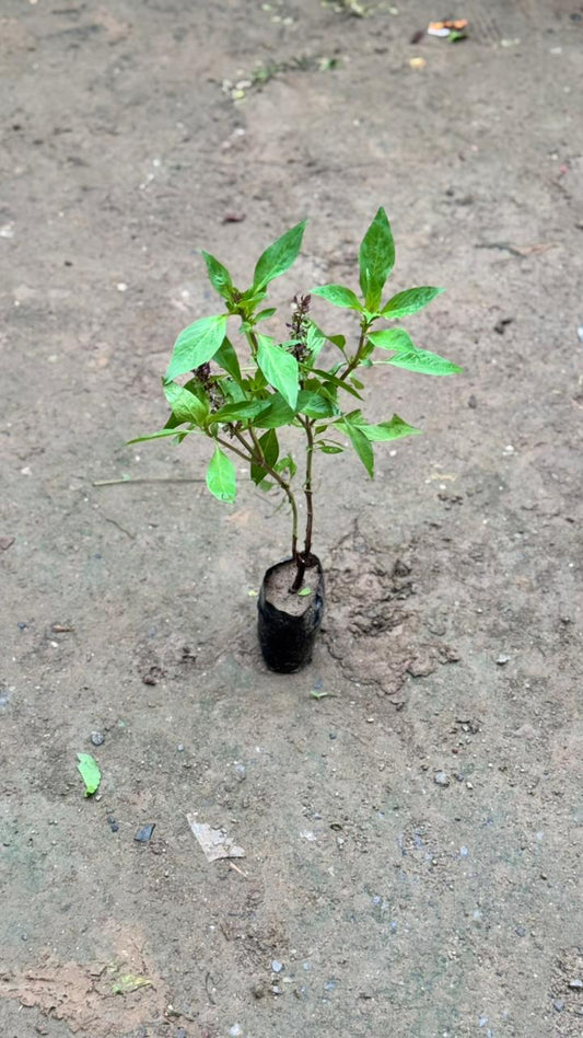 Basil herb plant in 4 inch nursery bag