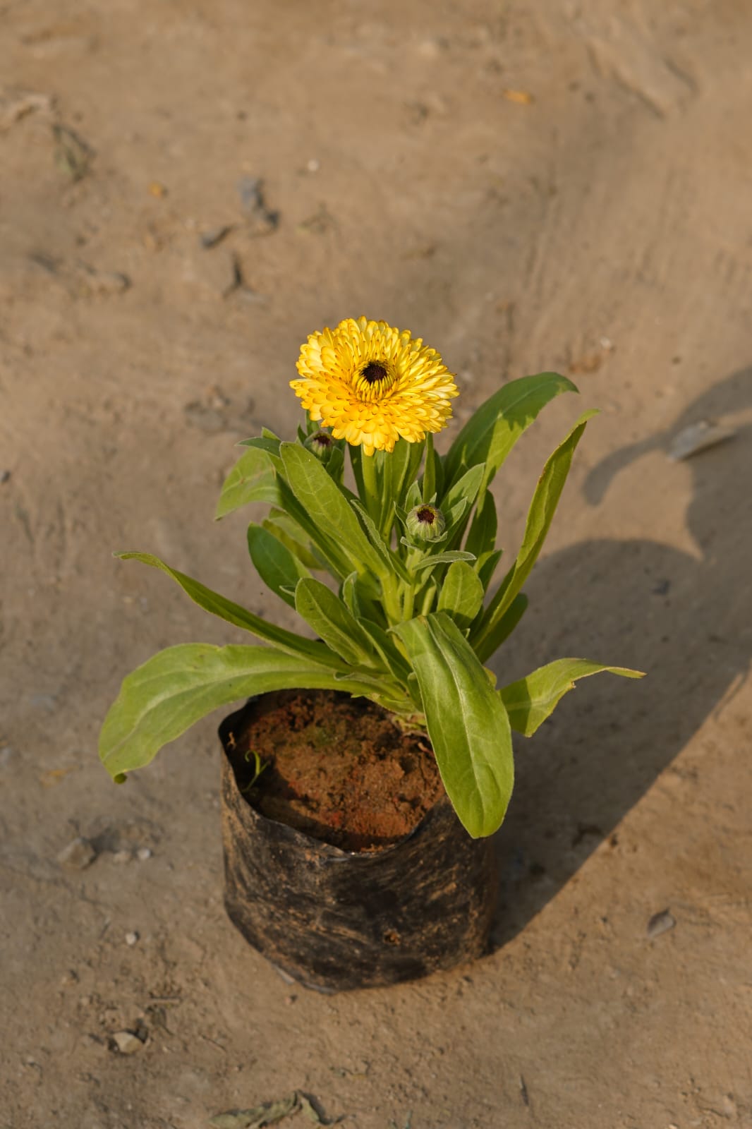 Calendula (Any Colour) in 4 Inch Nursery bag