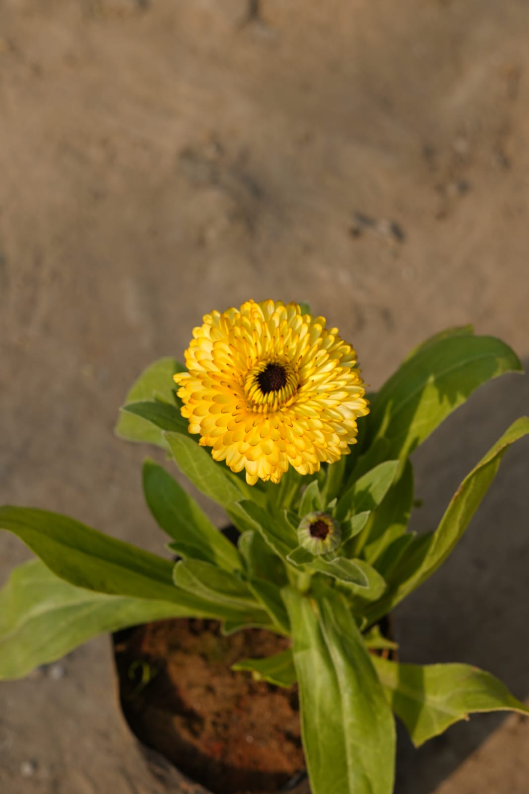 Calendula (Any Colour) in 4 Inch Nursery bag