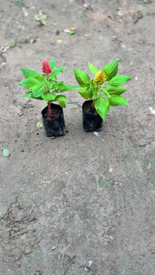 Celosia / Cockscomb(any colour )plant in 4 inch nursery bag (set of 2)