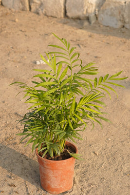 Chaman dora indoor plant in 6 Inch nursery pot