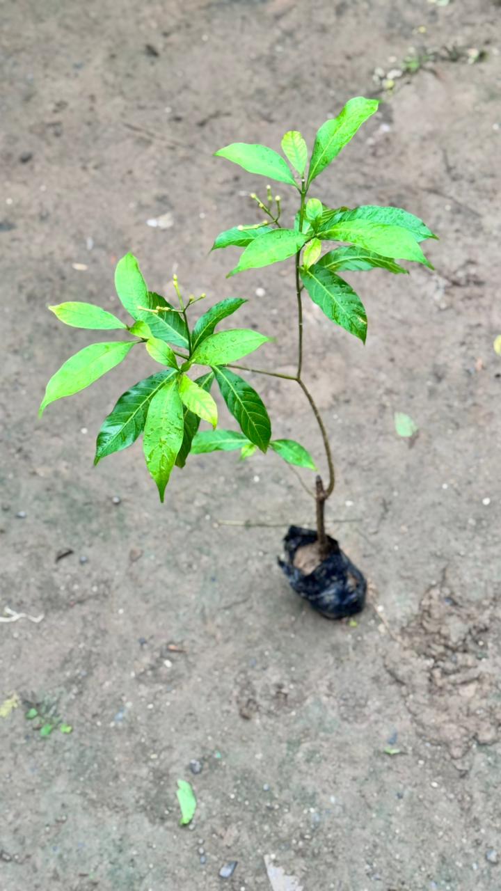 Chandani flower plant in 4 Inch Nursesy bag