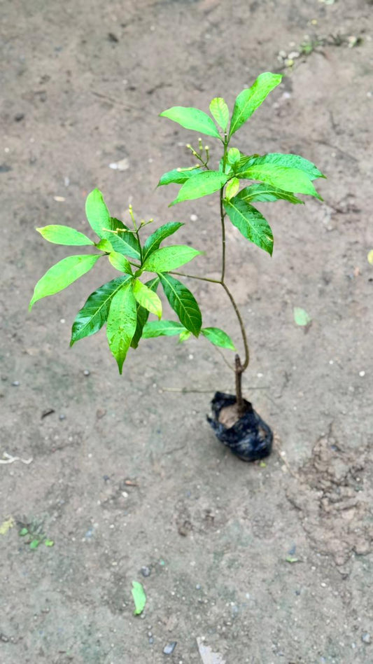 Chandani flower plant in 4 Inch Nursesy bag