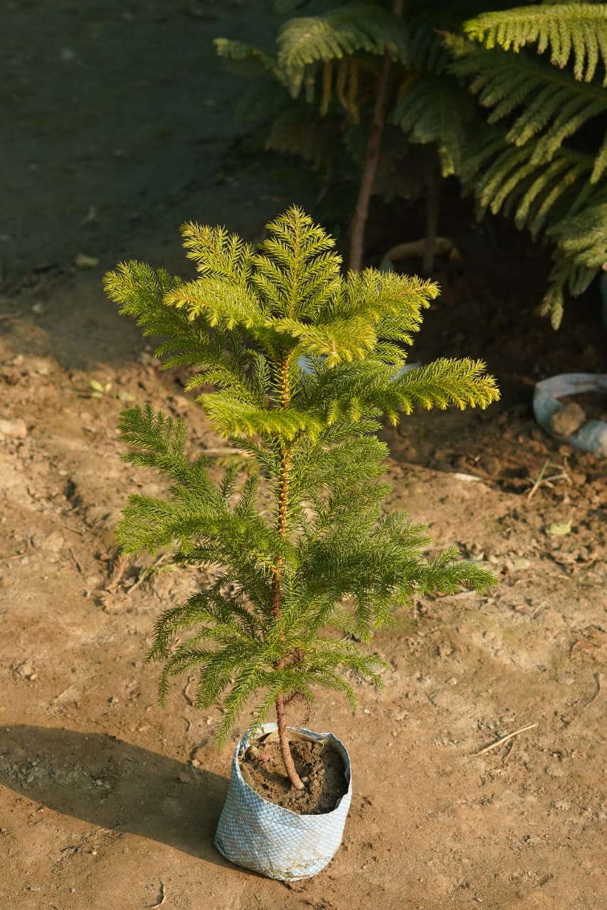 Christmas tree plant(3-4ft) in 8 inch nursery bag