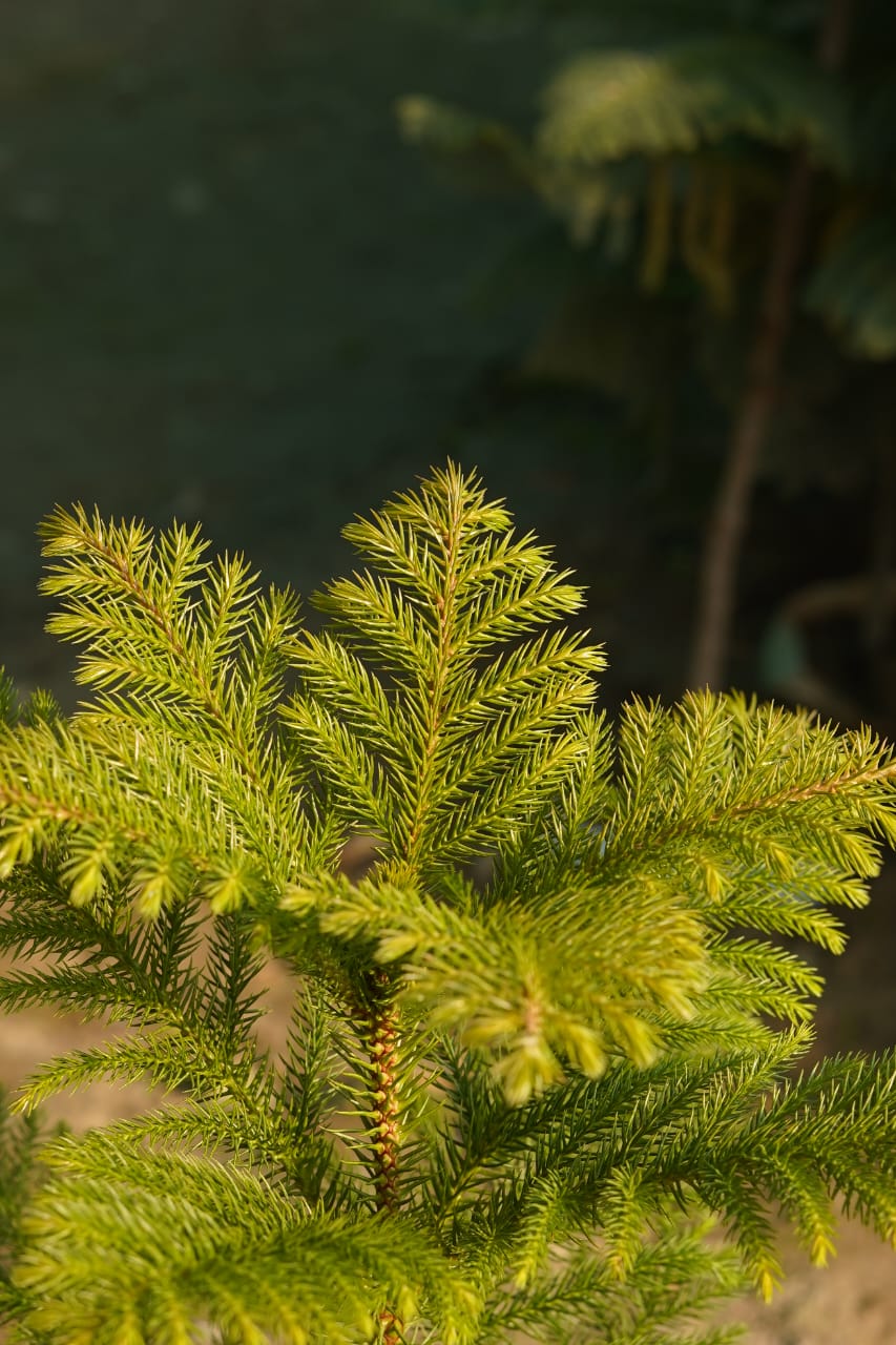 Christmas tree plant(3-4ft) in 8 inch nursery bag