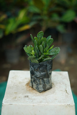 Crassula Succulent Plant | Lucky Jade Indoor Plant in 4 inch nursery Bag