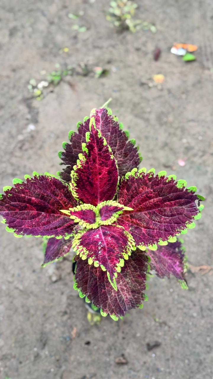 Coleus Plant – Any Color in 4 inch nursery bag