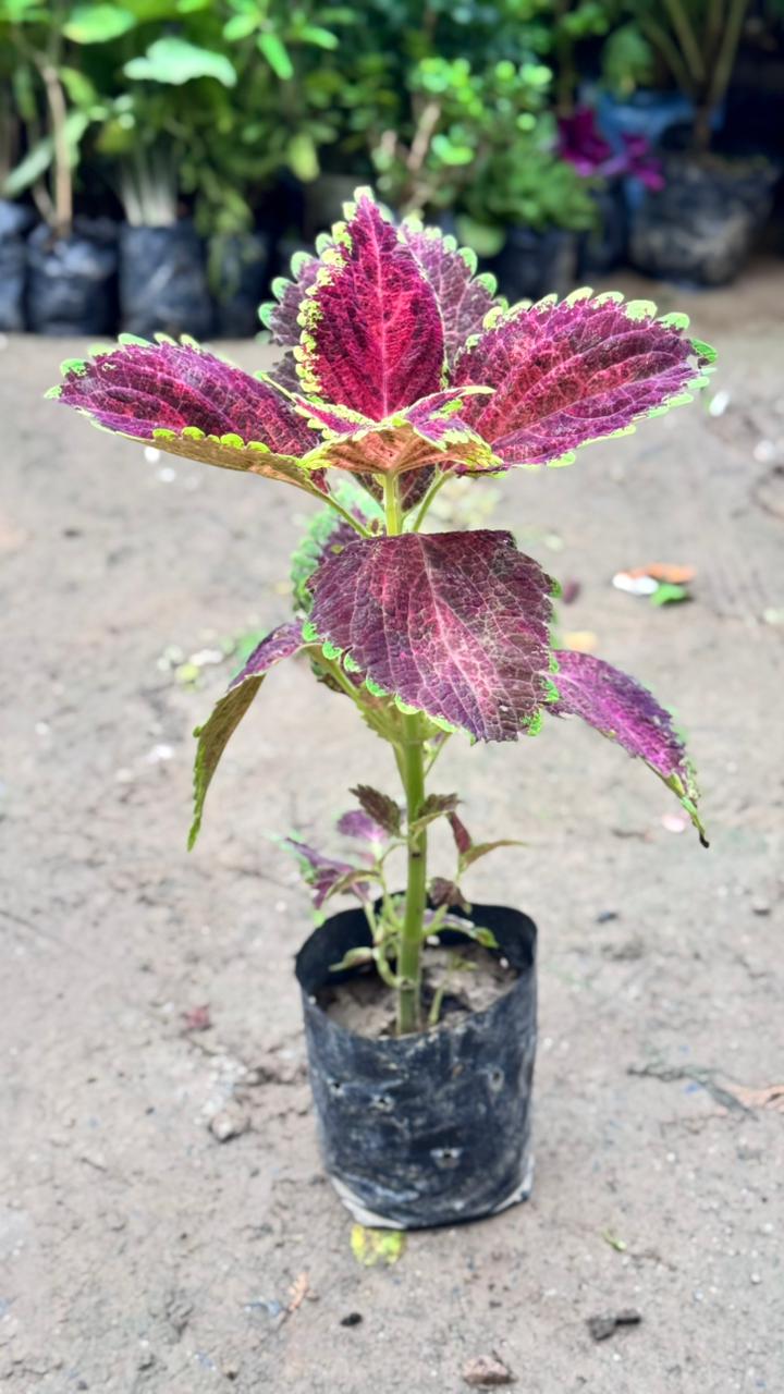 Coleus Plant – Any Color in 4 inch nursery bag