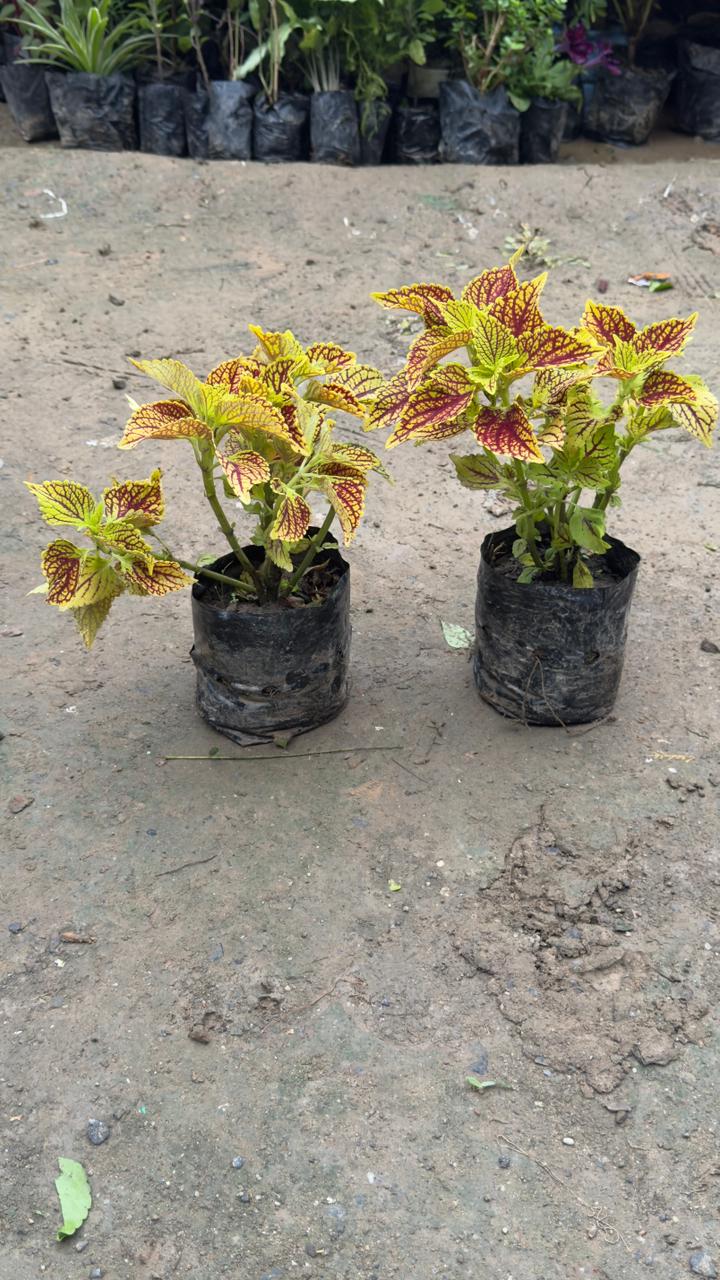 Coleus Plant – Any Color in 4 inch nursery bag