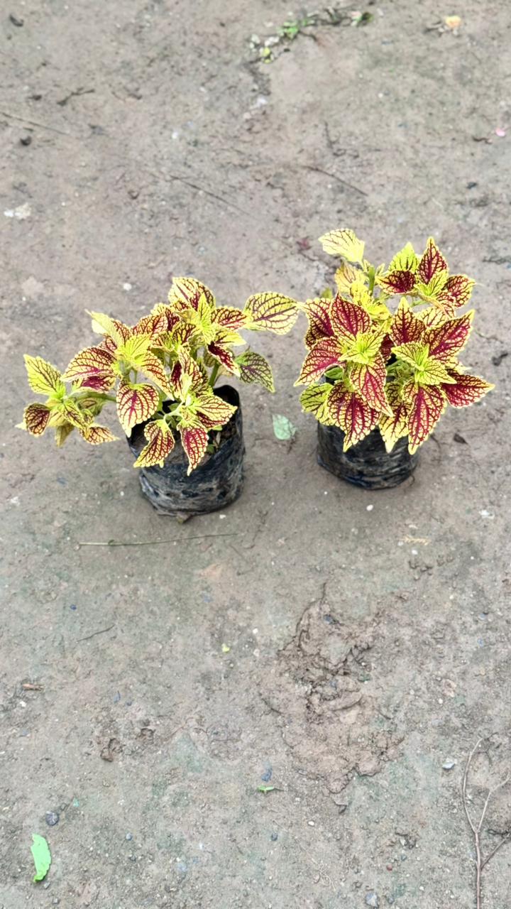 Coleus Plant – Any Color in 4 inch nursery bag