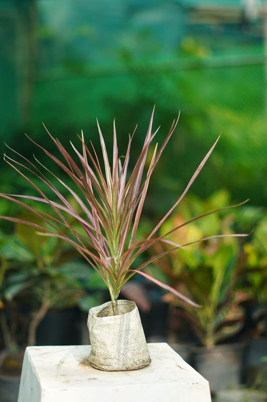 Buy Dracaena Colorama Plant Online | Indoor Ornamental Air Purifying Plant in 4 inch nursery bag