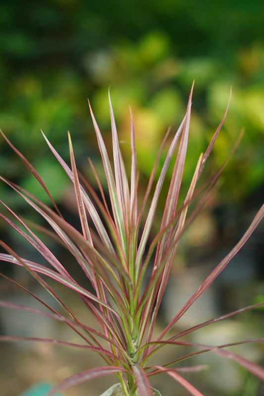 Buy Dracaena Colorama Plant Online | Indoor Ornamental Air Purifying Plant in 4 inch nursery bag