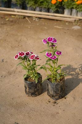 Dianthus flower plant combo in 4 inch nursery bag (set of 2)