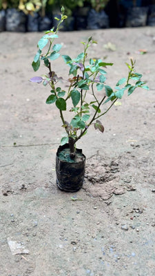 Desi red rose flower plant in 4 inch nursery bag