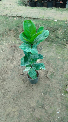 Fiddle-leaf fig Plant (~3ft) in 6 inch nursery pot
