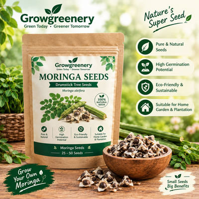 Moringa Seeds (Drumstick Tree Seeds) | Moringa oleifera | 25–50 Seeds for Home Garden & Plantation