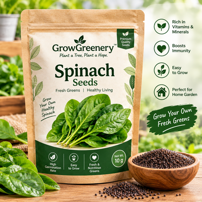 Palak Seeds (Spinach Seeds) for Home Gardening | GrowGreenery