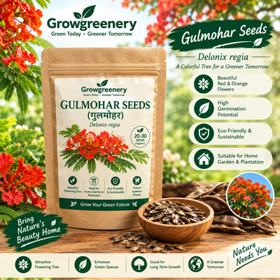 Gulmohar Seeds | Delonix regia Flowering Tree Seeds
