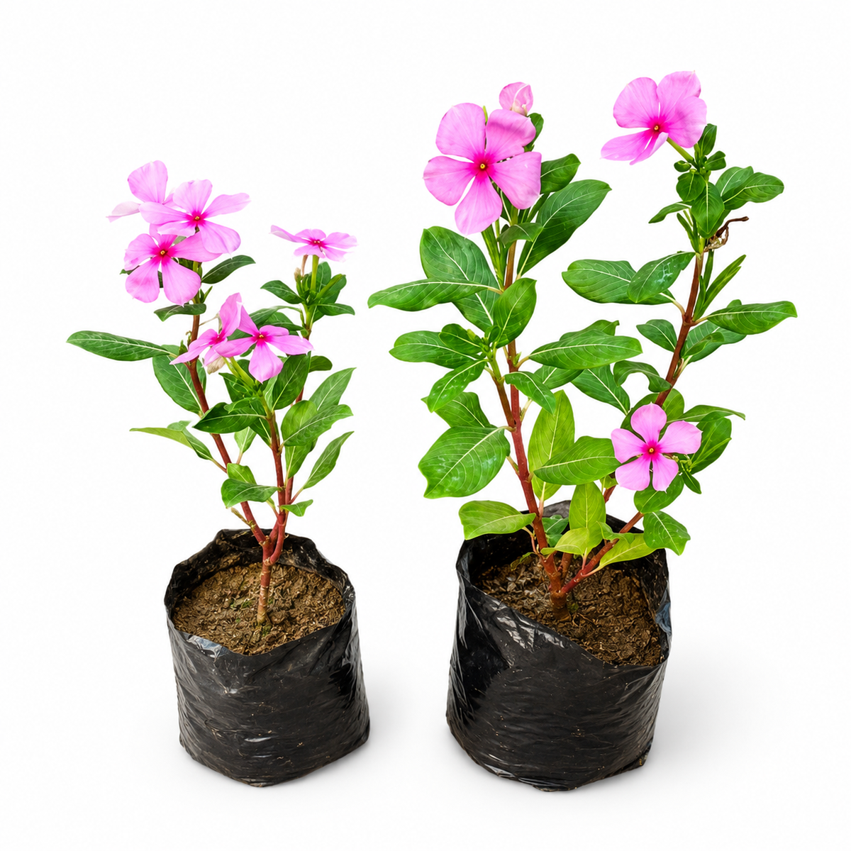 Sadabahar plant/evergreen flower plant in 4 inch nursery bag set of2