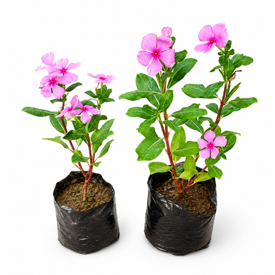 Sadabahar plant/evergreen flower plant in 4 inch nursery bag set of2