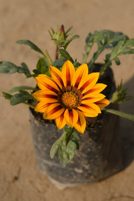 Gazania flower plant in 4 inch nursery bag (Any colours)