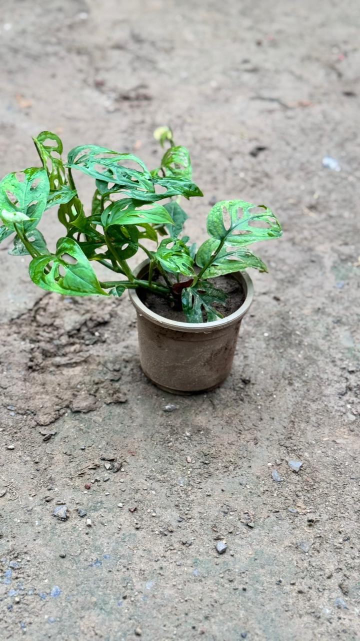 Heart broken plant in 4 inch nursery pot