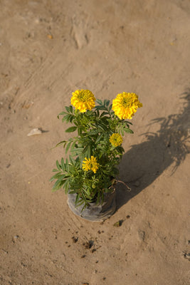 Yellow Marigold Plant in 4 inch nursery bag