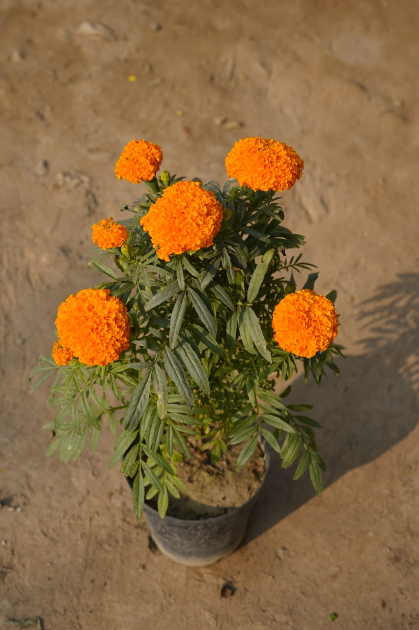 Orange marigold in 6 Inch nursery pot