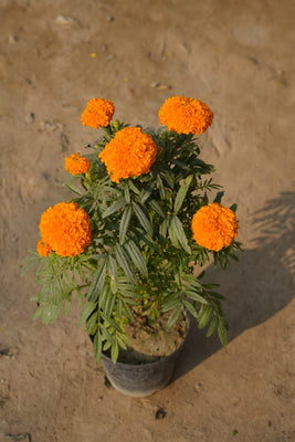 Orange marigold in 6 Inch nursery pot