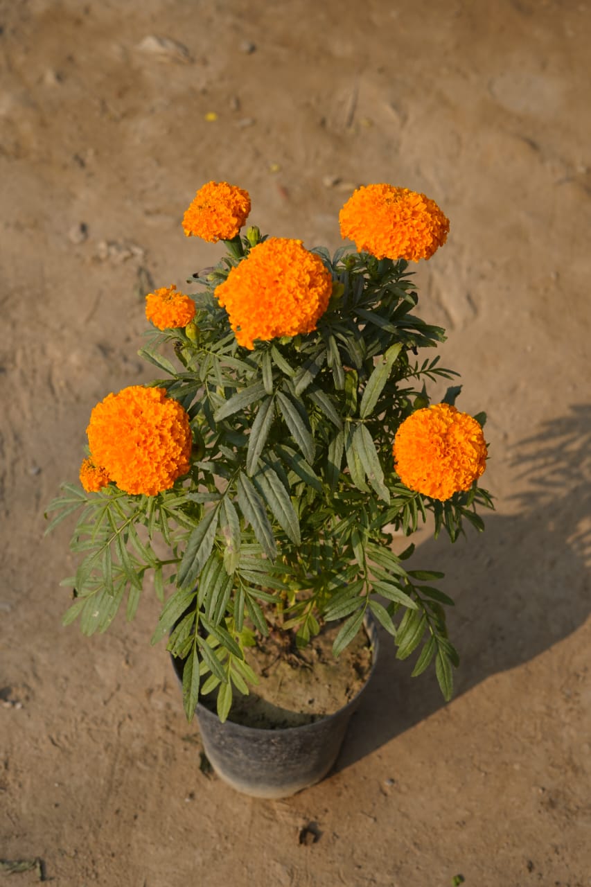 Orange marigold in 6 Inch nursery pot