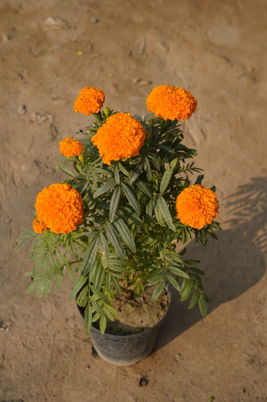 Orange marigold in 6 Inch nursery pot