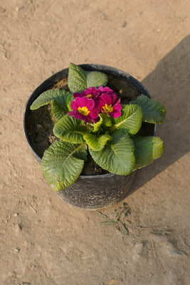 Parmula flower plant (Any Colour)6 Inch nursery pot