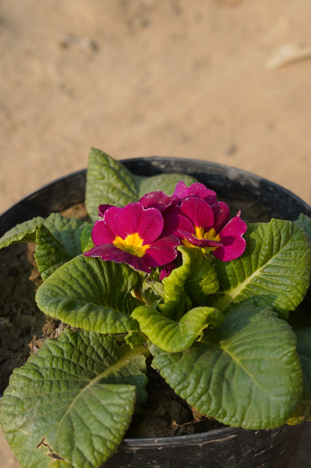 Parmula flower plant (Any Colour)6 Inch nursery pot – Grow Greenery