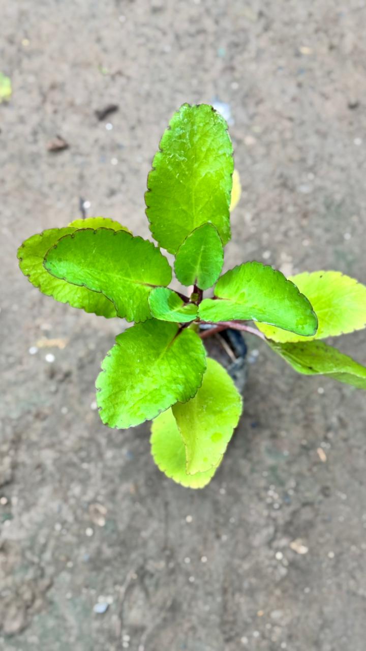 Patharchatta / Kalanchoe Pinnata in 4 Inch Nursery bag